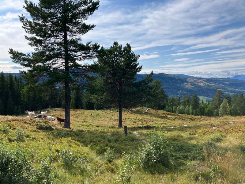 Gardberg Burial Site (Norway)