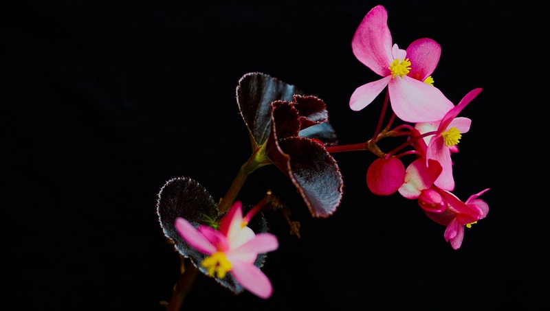 Viking Variety of Begonia
