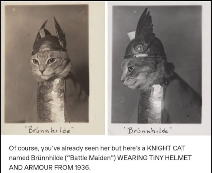 Brünnhilde, historical cat photo