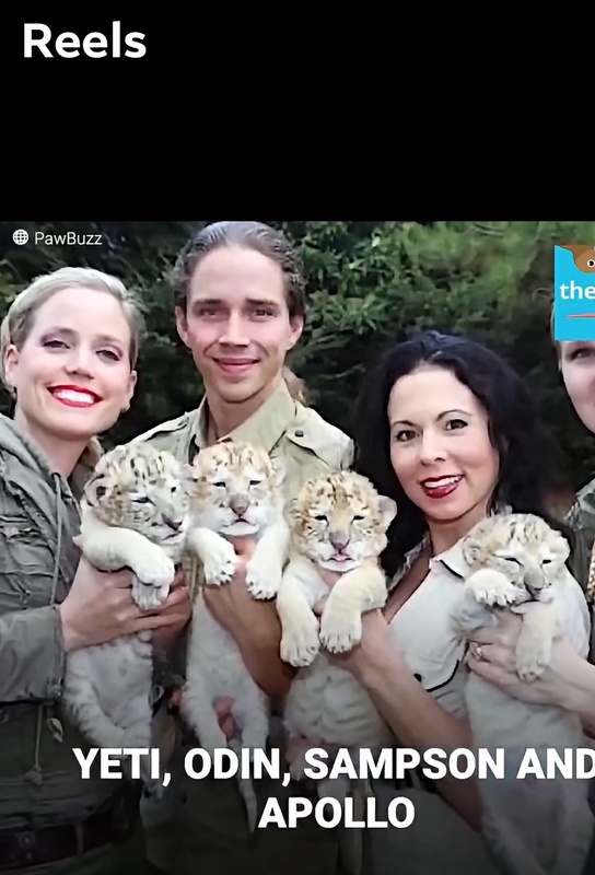 Four white liger cubs, one named Odin