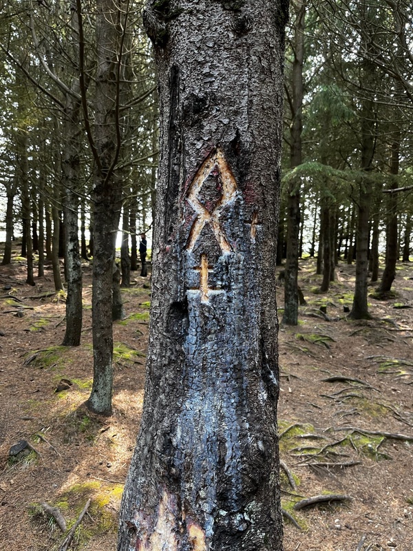 Rune carved on a tree