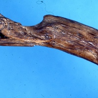 Carved terminal of a bow probably for playing a lyre (Dublin)
