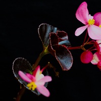 Viking Variety of Begonia
