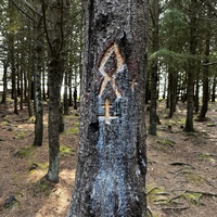 Rune carved on a tree